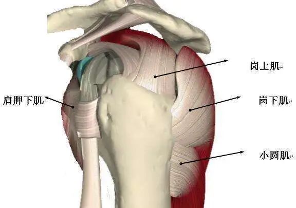 肩部反复疼痛要警惕了可能是肩袖损伤