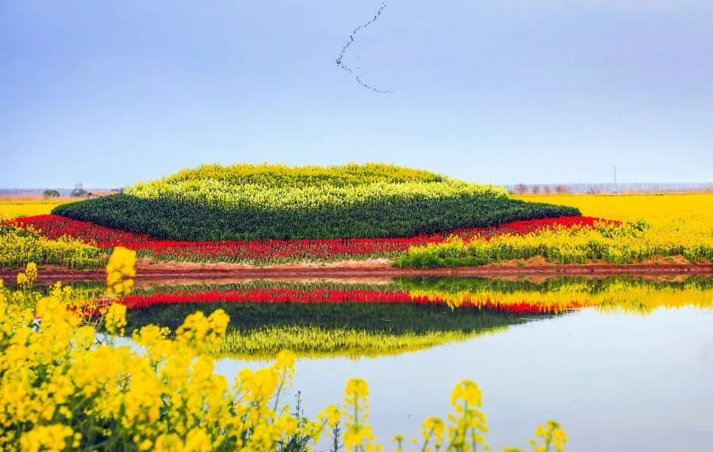 上花海的第一眼就被惊艳到了直接搜索【高邮湖滩郊野公园】即可【导航