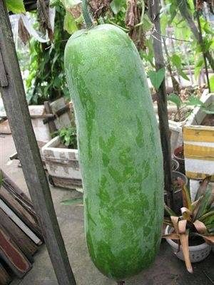 11个院子打造"菜园子",这下每天都有放心菜吃了!