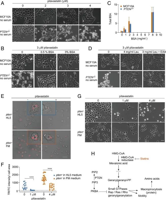 「癌细胞」PNAS：他汀类药物使癌细胞无法吸收蛋白而“饿死”