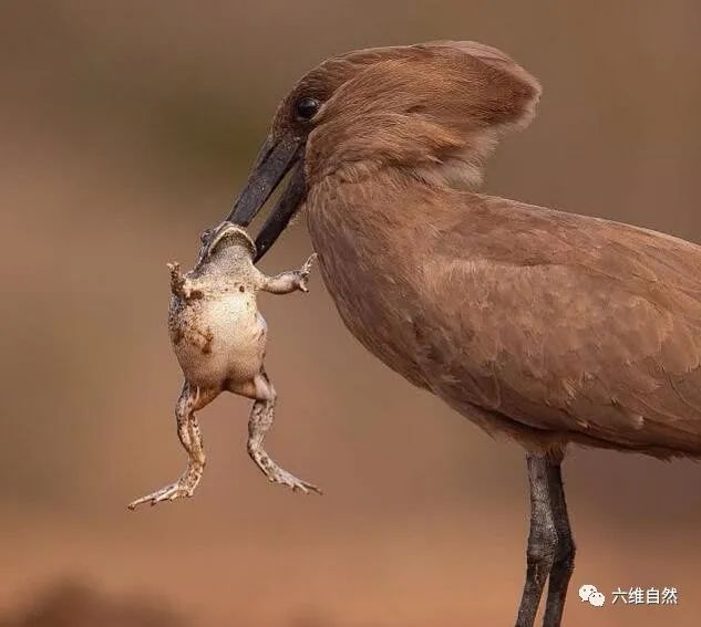 南非一蟾蜍為自保，鼓氣將身體膨脹大幾倍，卻被錘頭鸛的鳥喙啄穿 寵物 第4張