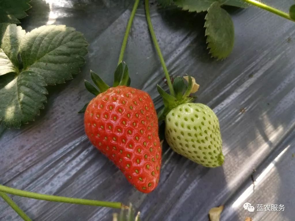 种草莓基础知识学习草莓生物学特性详解二