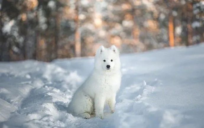 当萨摩耶宝宝遇到雪地:皇上,臣妾真的是白狐!