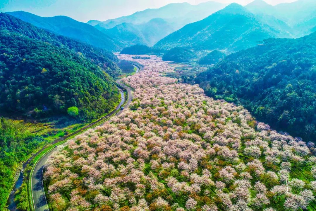 上虞章镇张村,那里有个不为人知的赏樱圣地——张村樱花谷青山绿水间