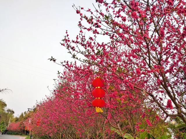 南宁青秀山桃花上线桃花运走起来广西其他地方也是桃花朵朵开