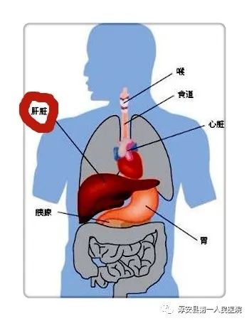 肝脏是人体内最大的器官,也是身体里最强大,功能最多的器官,平均重量