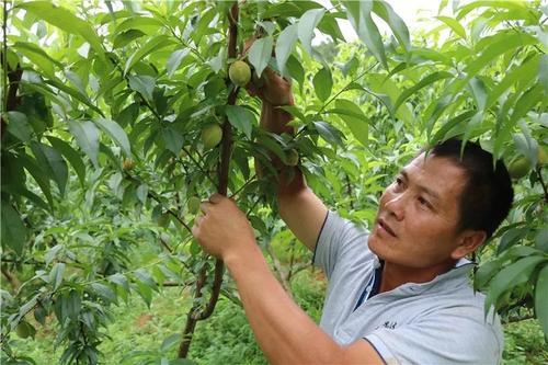 桃树种植,疏花疏果作用大,教会桃农如何疏花疏果