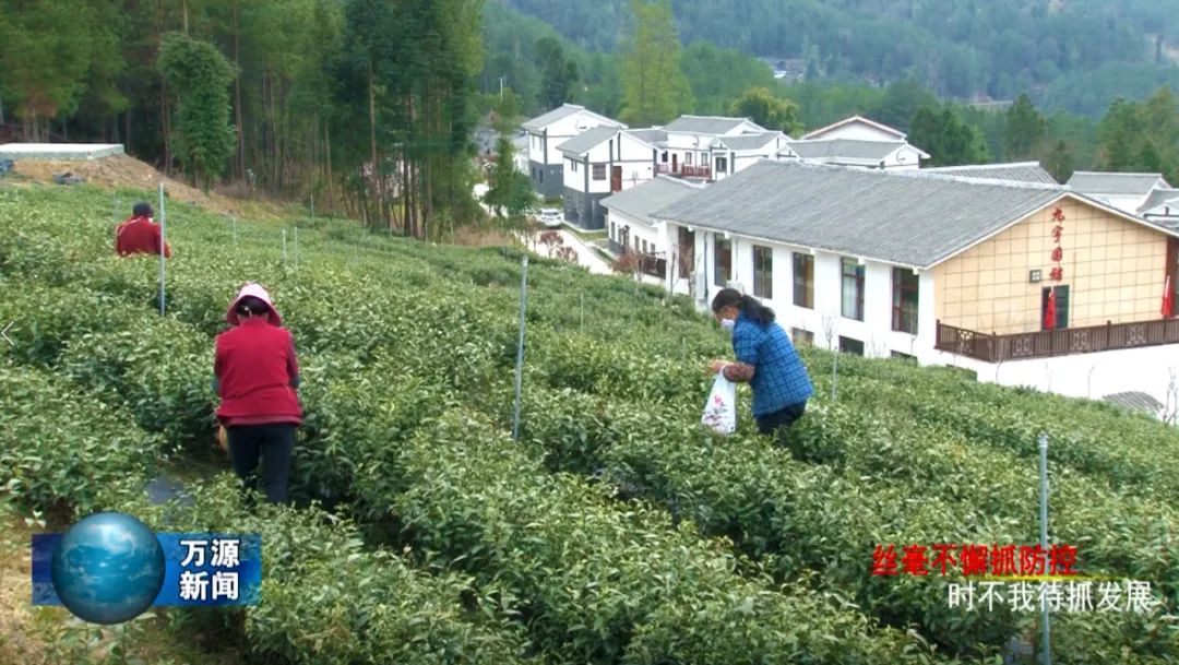 石塘镇瓦子坪村:茶旅融合富了群众,乐了游客