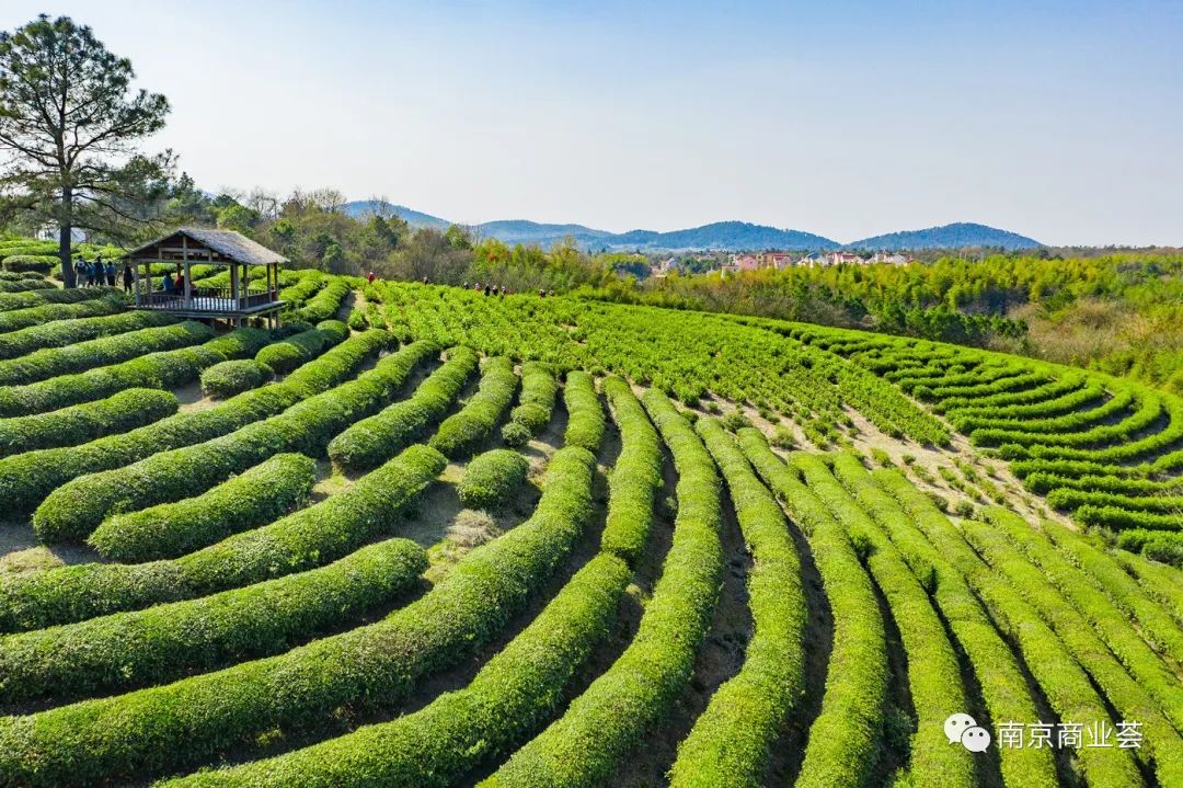 前往游子山的路上会经过淳青茶园,传说中中国最美茶园.