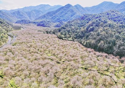 上虞章镇张村,那里有个不为人知的赏樱圣地——张村樱花谷青山绿水间