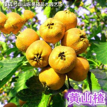 黄色山楂是黄果山楂品种介绍 最全的山楂树苗种植技术