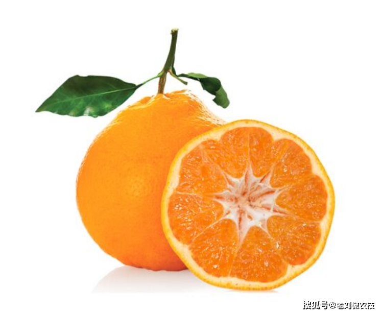 耙耙柑今年价格走势 c815b82e267745fb8c9f7b06b6978dea.png