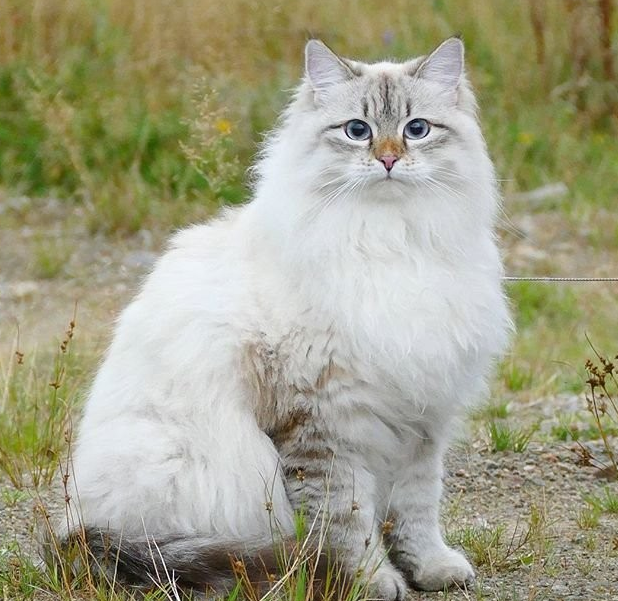 猫猫品种介绍图鉴8期——西伯利亚森林猫