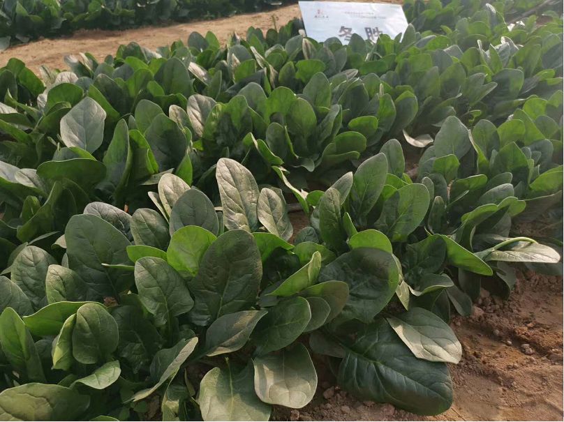 菠菜霜霉病症状与防治措施
