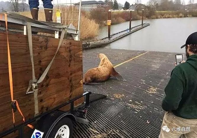 美一巨型海獅坐在森林公路阻塞交通，卻是在森林迷路，找不到回路 寵物 第5張