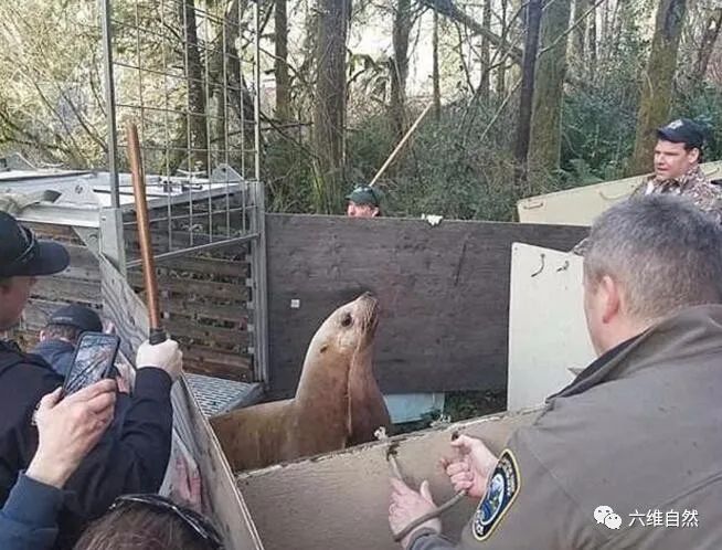 美一巨型海獅坐在森林公路阻塞交通，卻是在森林迷路，找不到回路 寵物 第4張