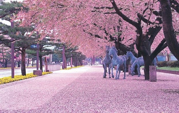 日本樱花盛开啦!又到一年樱花季,今年我们一起"云赏樱