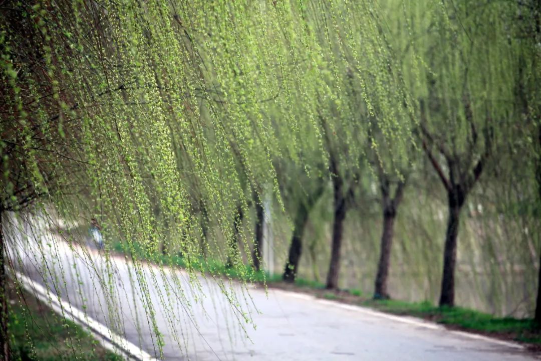 云赏狮山春在这个特别的春天思君赏柳