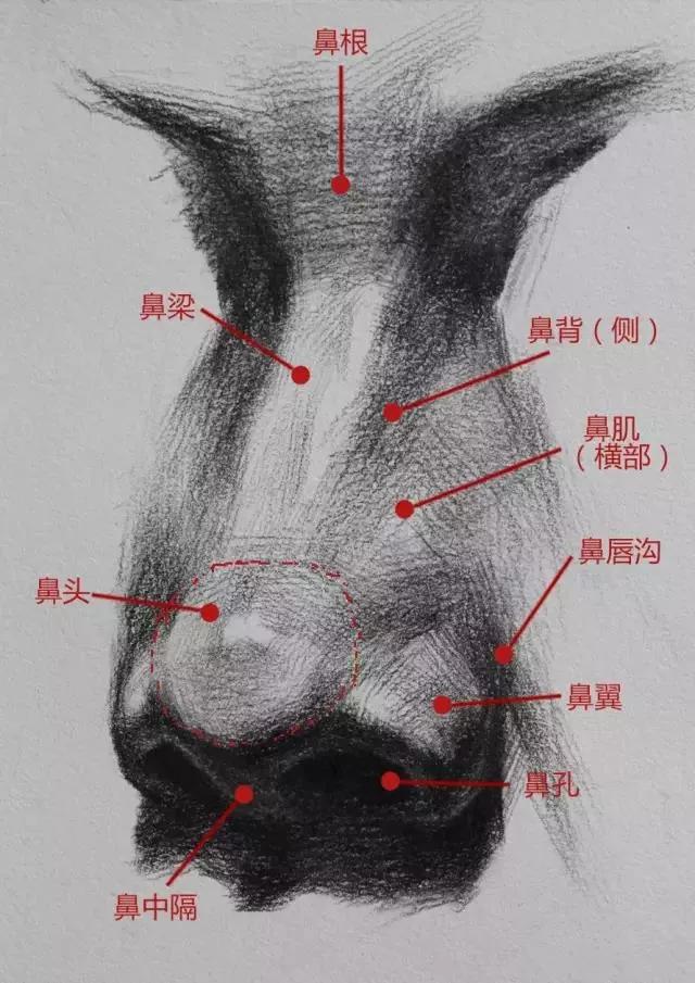 素描五官画出体积感五官才会更立体必须收藏