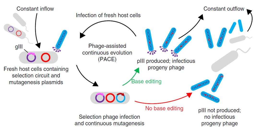 噬菌体模块:噬菌体m13基因中包装以及侵染宿主菌所需的giii基因被切除