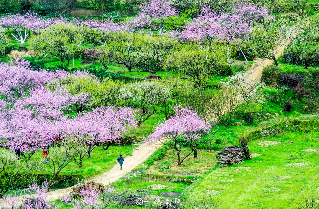 广东最美的乡村 漫山遍野开满鲜花 像画像仙境 桃花源