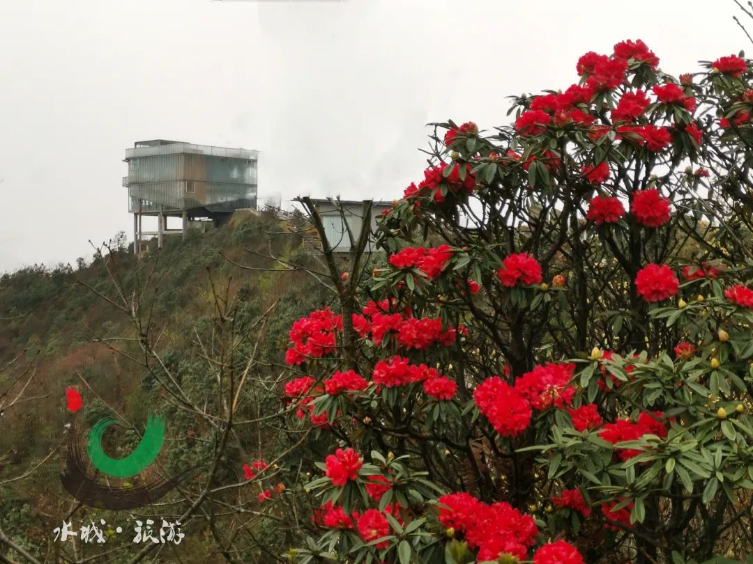 水城县野鸡坪杜鹃花发映山红韶光觉正浓