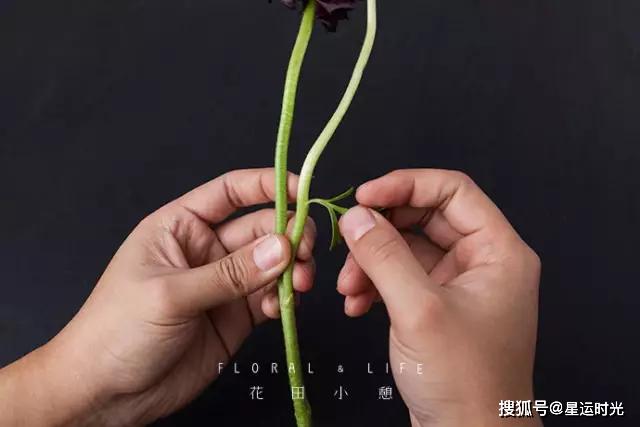 鲜花养护保鲜法_鲜花养护小知识_鲜花养护