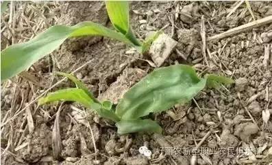 玉米除草剂的用法_玉米除草剂_玉米除草剂