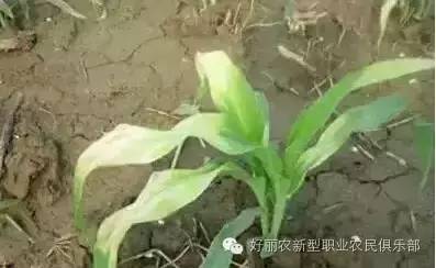 玉米除草剂_玉米除草剂的用法_玉米除草剂