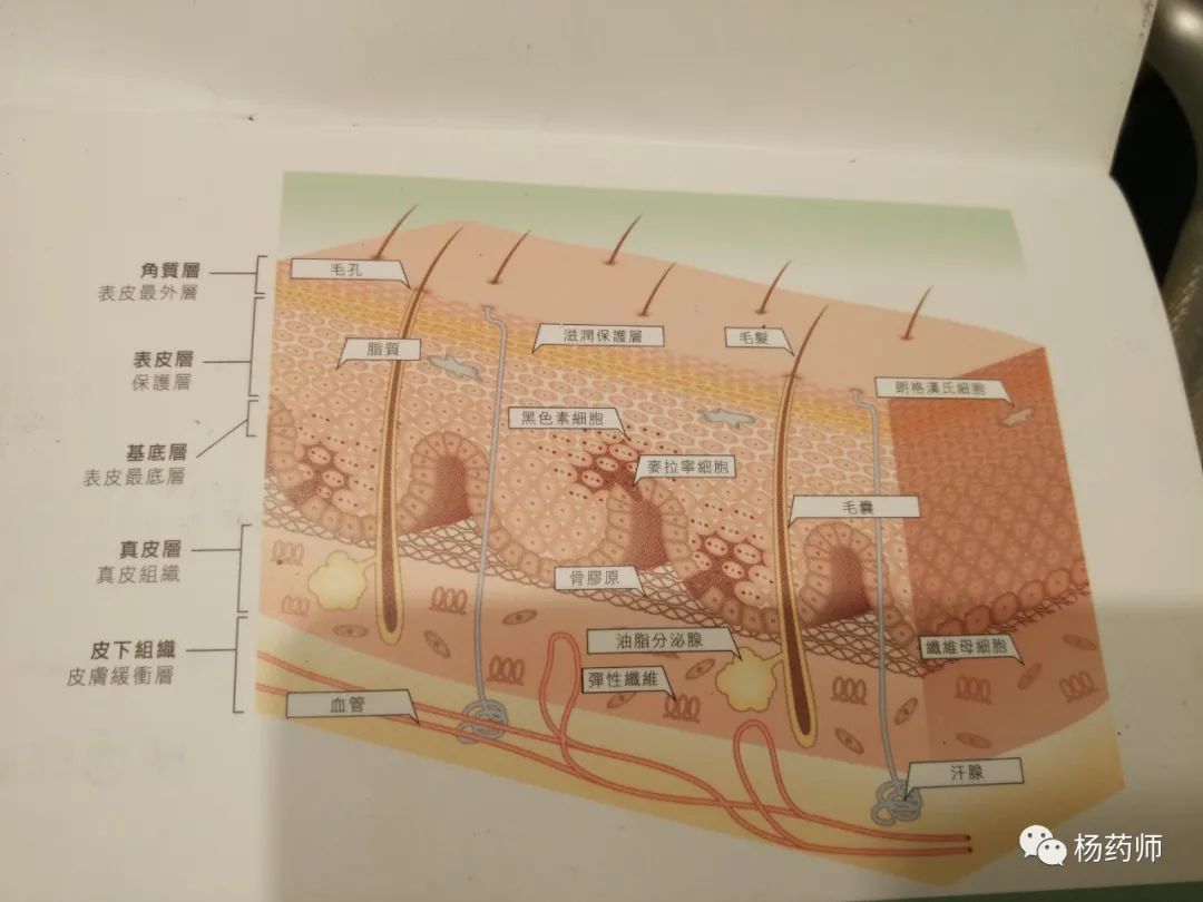 皮肤结构图