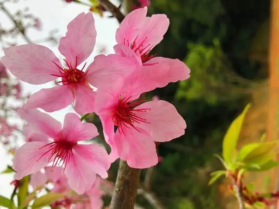 云赏花灵光寺春意正浓三月花香醉人间