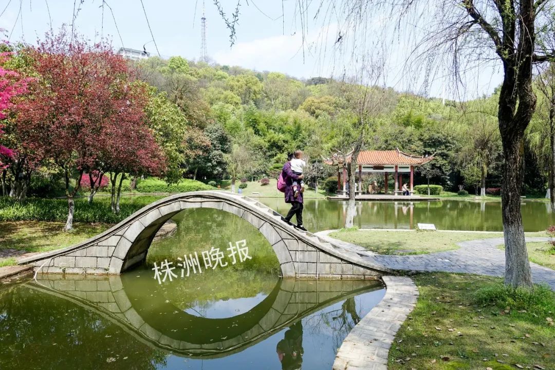 株洲这13座公园恢复开放!石峰公园昨迎游客踏春赏花
