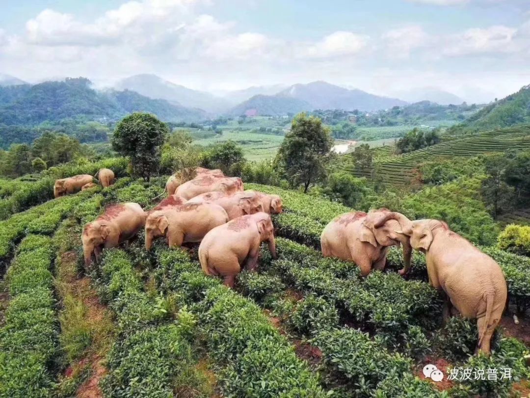 云南可爱的大象,在普洱茶园"打架"的大象