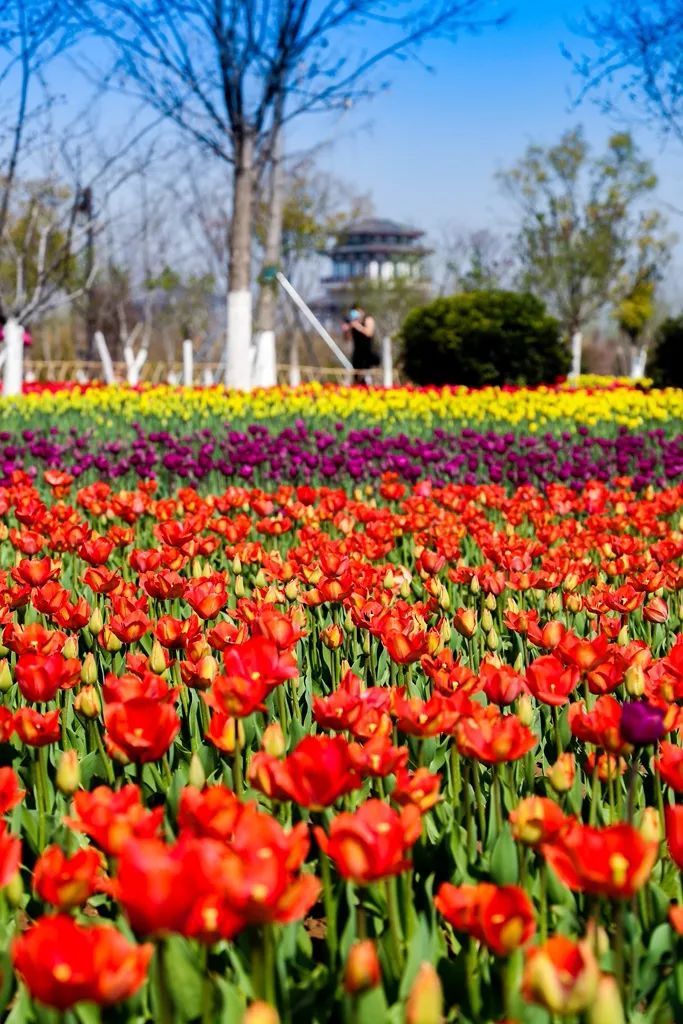 汉梁文化公园的郁金香花圃,挨挨挤挤,清丽的素颜,灿烂的笑靥,将春的