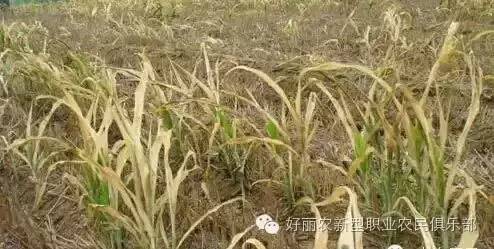 玉米除草剂的用法_玉米除草剂_玉米除草剂