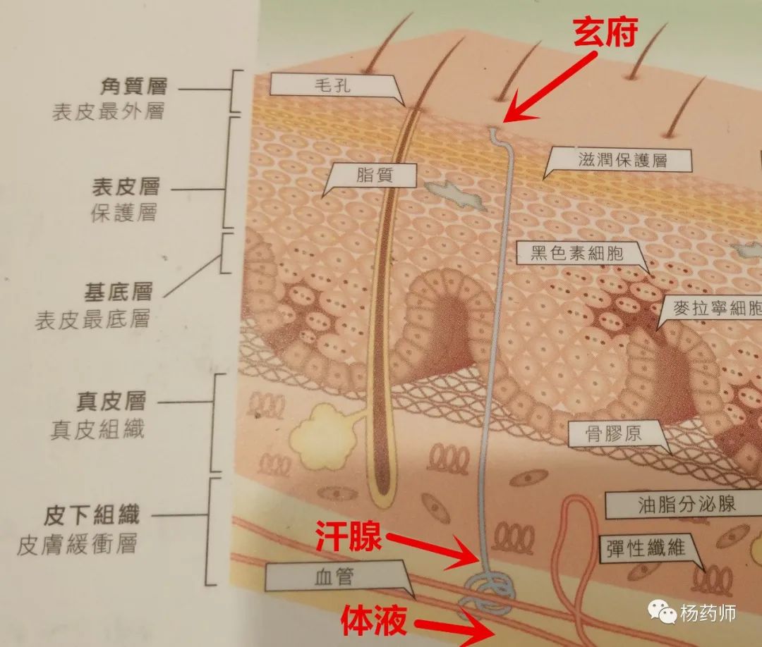经常可以见到的皮肤结构图,来了解一下玄府(此处展示了小汗腺)的位置