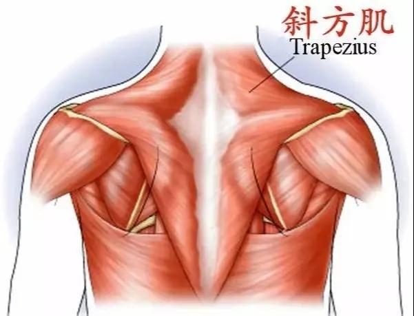 首页斜方肌位置 斜方肌是颈肩部浅层肌肉,位于皮下,呈三角形扁状肌肉.