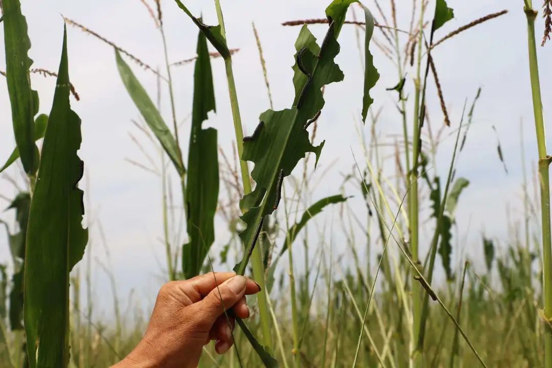 地理老师雷亚鸣沙漠蝗虫刚走这又开始起幺蛾子了