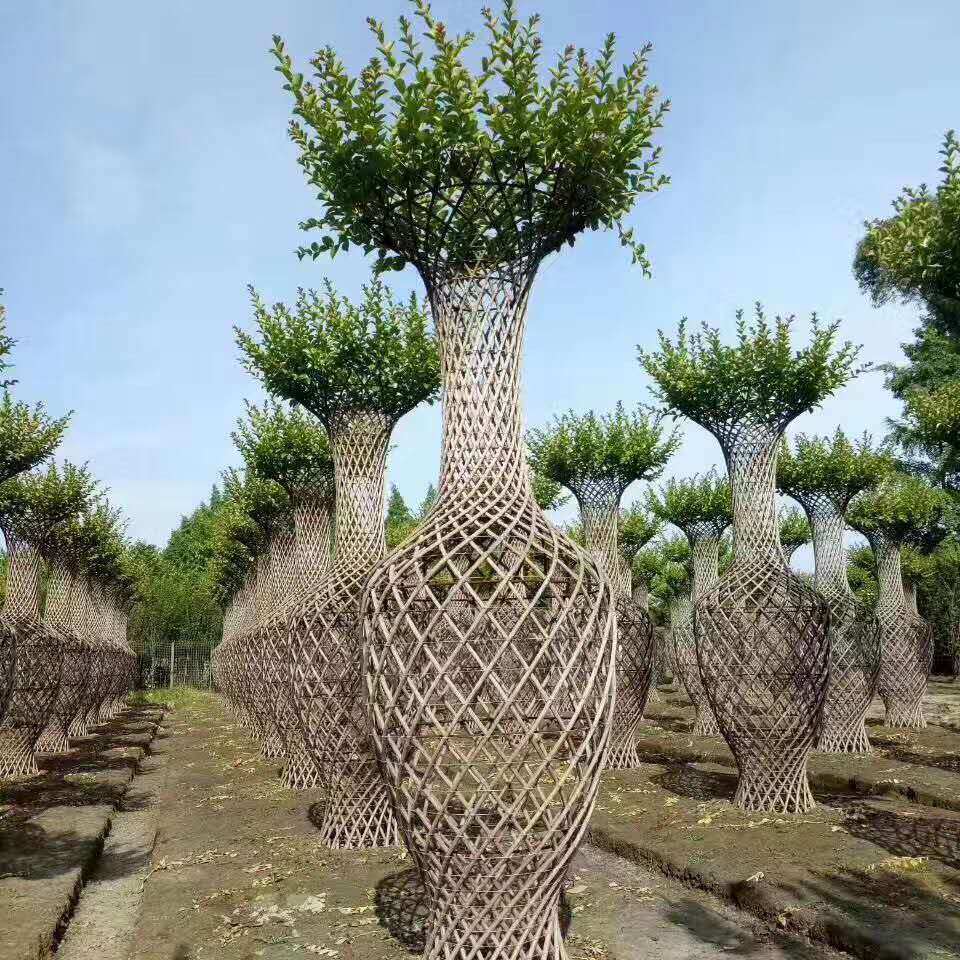 紫薇花瓶的编织方法,一般人我不告诉他!