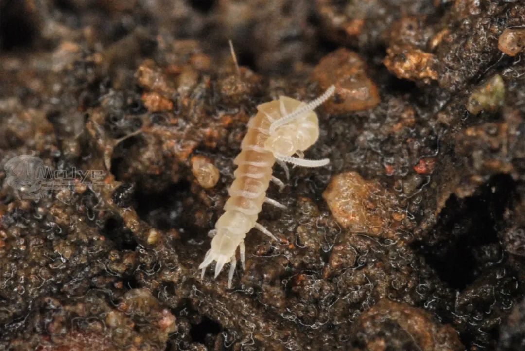 我还在天台花盆里挖出过蚯蚓,蛴螬等生活在土壤下的生物