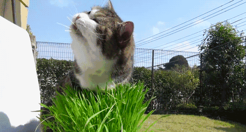 猫咪喜欢啃草是为了化毛?猫咪不是神农,乱吃草很