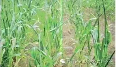 玉米除草剂_玉米除草剂_玉米除草剂的用法