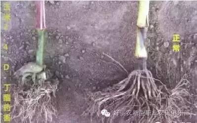 玉米除草剂的用法_玉米除草剂_玉米除草剂