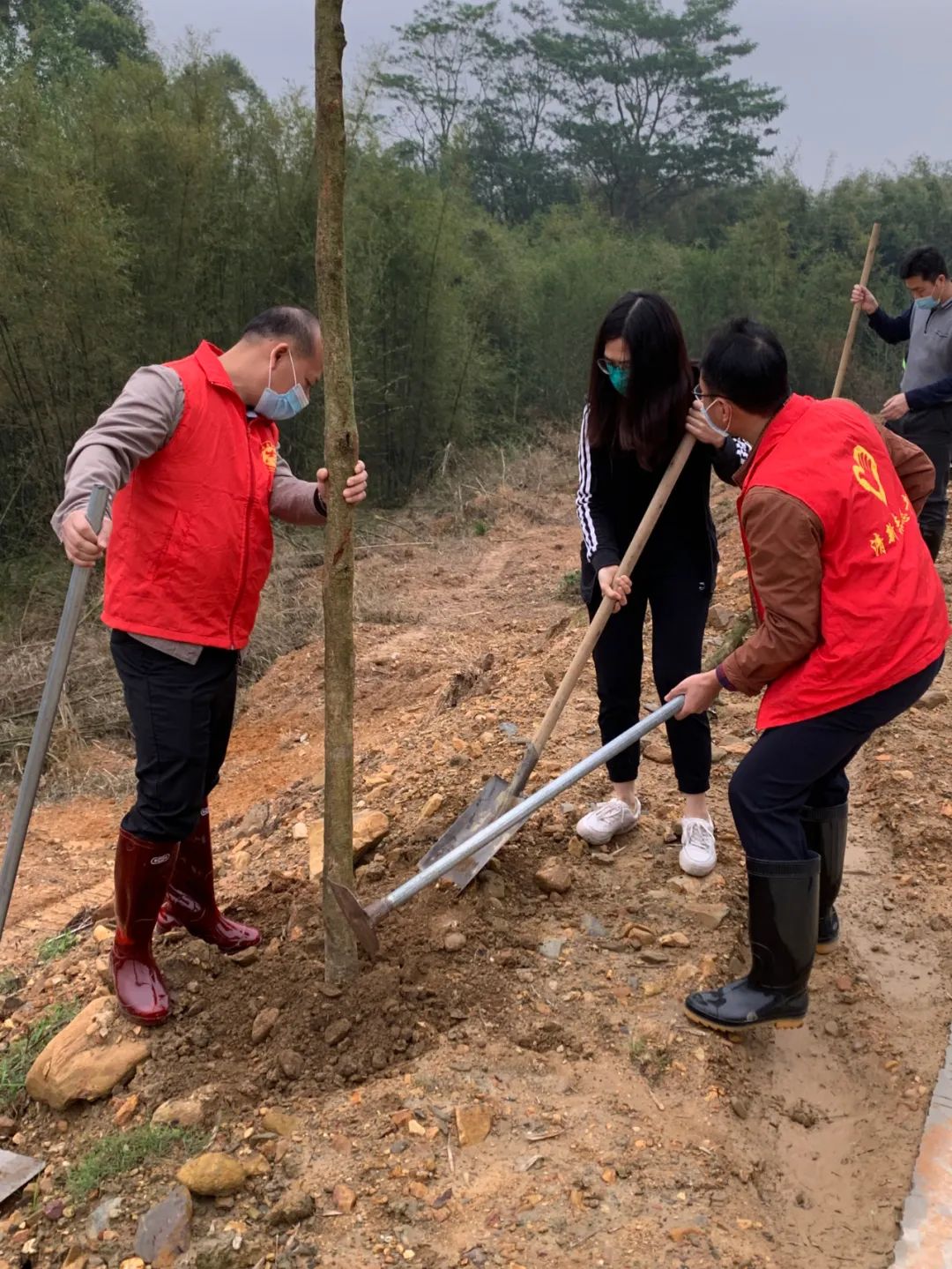 植树添绿正当时,清新乡镇干部职工,志愿者齐为大地披"