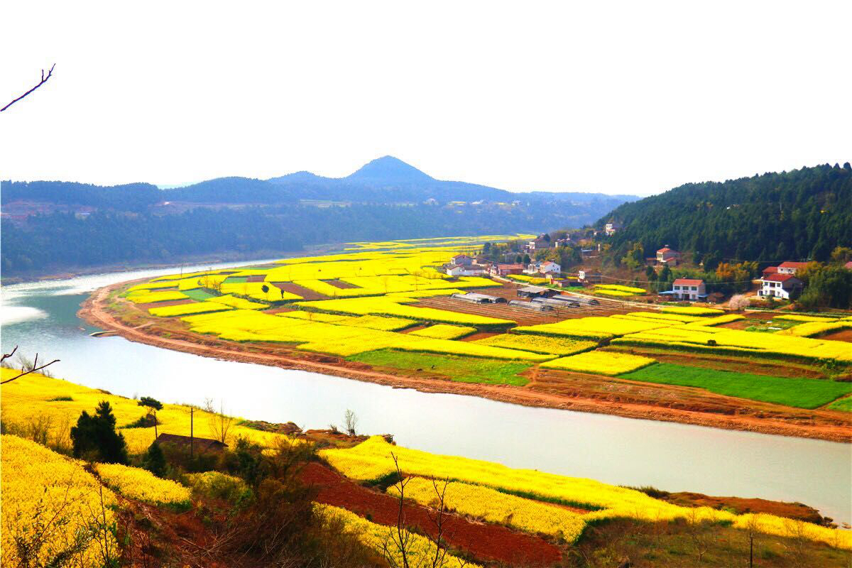 百里潼江黄橙橙 风景秀丽美如画