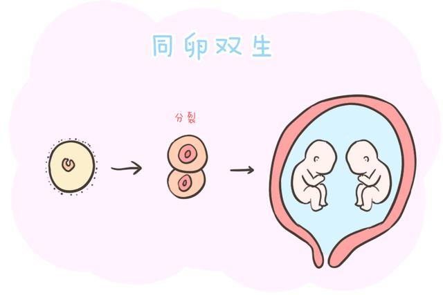 双胞胎宝宝的"诞生秘密"你真的知道吗?其实形成过程是