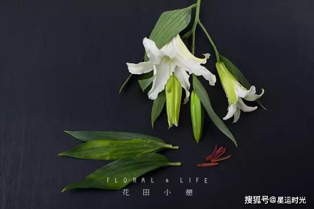 鲜花养护_鲜花养护小知识_鲜花养护保鲜法