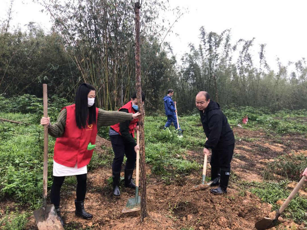 植树添绿正当时,清新乡镇干部职工,志愿者齐为大地披"