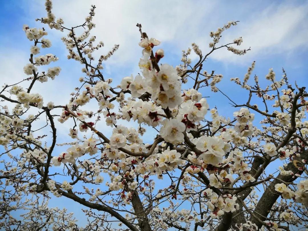 巨鹿这地方竟藏着大片杏花林,花开成海美到爆!