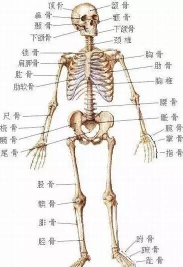 胸骨锁骨肩胛骨上肢肱骨尺骨桡骨腕骨舟状骨月状骨三角骨豆状骨大多角